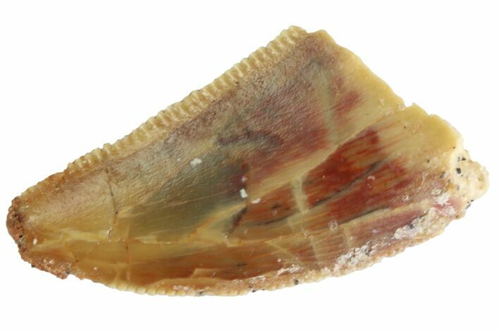 Serrated Raptor Tooth - Real Dinosaur Tooth #333320